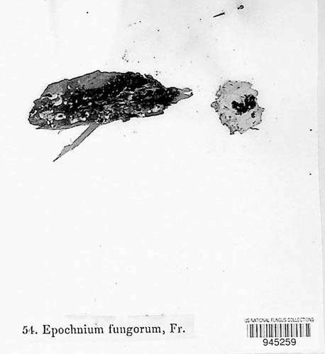 Anomalemma epochnii image